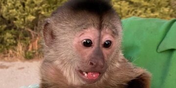 Emergency Call From Zoo Leaves Police Baffled Find Monkey Made 911 Call From A Cellphone
