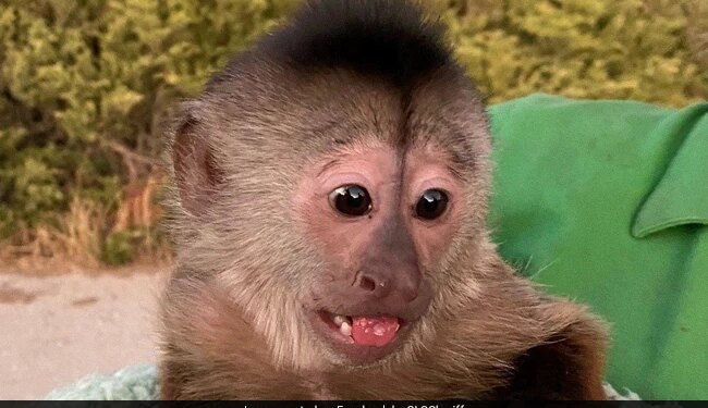 Emergency Call From Zoo Leaves Police Baffled Find Monkey Made 911 Call From A Cellphone