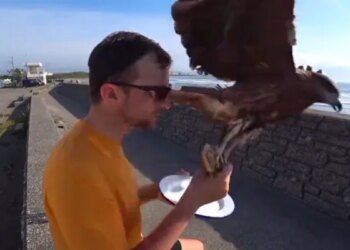 The Person Was Having Breakfast On The Terrace, Then The Eagle Came And Ran Away In The Blink Of An Eye, 13 Lakh People Watched The Video