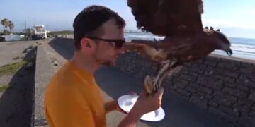 The Person Was Having Breakfast On The Terrace, Then The Eagle Came And Ran Away In The Blink Of An Eye, 13 Lakh People Watched The Video