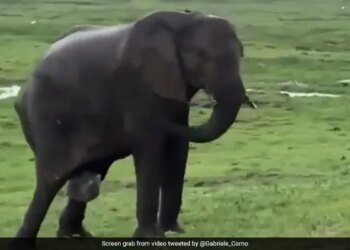 Elephant Giving Birth To Baby Elephant In Masai Mara What Happened Next See Viral Video