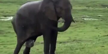 Elephant Giving Birth To Baby Elephant In Masai Mara What Happened Next See Viral Video