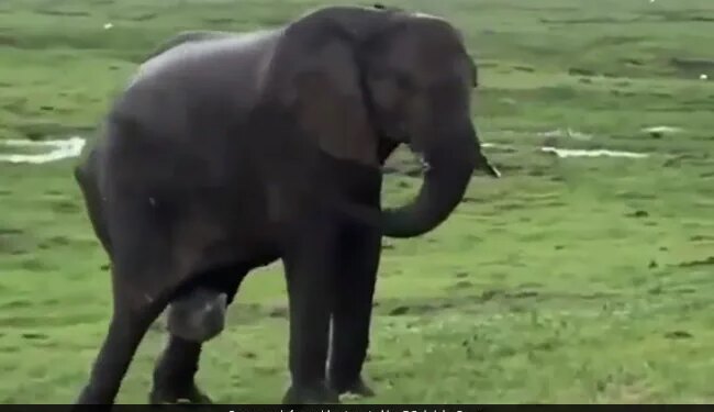 Elephant Giving Birth To Baby Elephant In Masai Mara What Happened Next See Viral Video