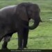 Elephant Giving Birth To Baby Elephant In Masai Mara What Happened Next See Viral Video