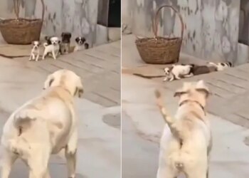 Ips Shares Dog And Cute Puppies Funny Video | Dog Bark At Puppies To Get Inside Cute Video | Dog And Cute Puppies Funny Video