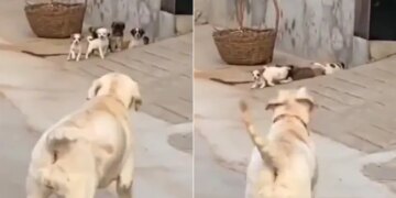 Ips Shares Dog And Cute Puppies Funny Video | Dog Bark At Puppies To Get Inside Cute Video | Dog And Cute Puppies Funny Video