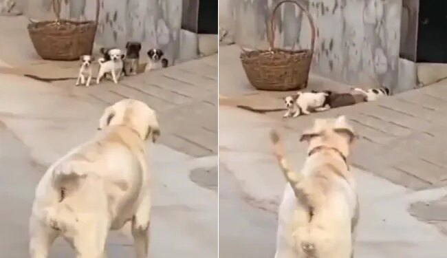Ips Shares Dog And Cute Puppies Funny Video | Dog Bark At Puppies To Get Inside Cute Video | Dog And Cute Puppies Funny Video