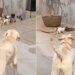 Ips Shares Dog And Cute Puppies Funny Video | Dog Bark At Puppies To Get Inside Cute Video | Dog And Cute Puppies Funny Video