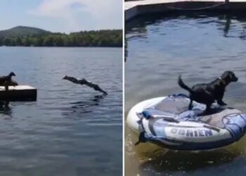 To Save The Owner, The Dog Jumped Into The Water, People Said – It Is An Example Of Loyalty – मालिक को बचाने के लिए कुत्ते ने पानी में लगा दी छलांग, लोगों ने कहा