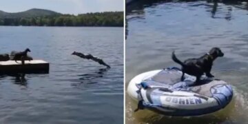 To Save The Owner, The Dog Jumped Into The Water, People Said – It Is An Example Of Loyalty – मालिक को बचाने के लिए कुत्ते ने पानी में लगा दी छलांग, लोगों ने कहा