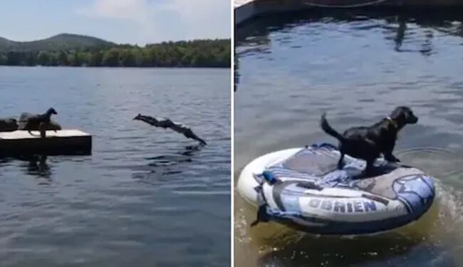 To Save The Owner, The Dog Jumped Into The Water, People Said – It Is An Example Of Loyalty – मालिक को बचाने के लिए कुत्ते ने पानी में लगा दी छलांग, लोगों ने कहा