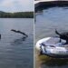 To Save The Owner, The Dog Jumped Into The Water, People Said – It Is An Example Of Loyalty – मालिक को बचाने के लिए कुत्ते ने पानी में लगा दी छलांग, लोगों ने कहा