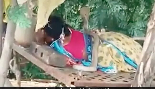 Dangerous Cobra Climbed On Woman Sleeping On Cot, Woman Started Crying Begging For Life