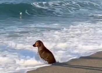 समुद्र की लहरों के साथ सुकून की तलाश में बैठा है कुत्ता, 81 लाख लोगों ने देखा ये शानदार वीडियो