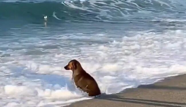 समुद्र की लहरों के साथ सुकून की तलाश में बैठा है कुत्ता, 81 लाख लोगों ने देखा ये शानदार वीडियो