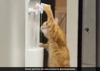 Cat Drinks Water By Itself From A Water Cooler Internet Delighted Says Smart See Viral Video – वॉटर कूलर से खुद ही खड़े होकर पानी पीने लगी बिल्ली, लोग बोले