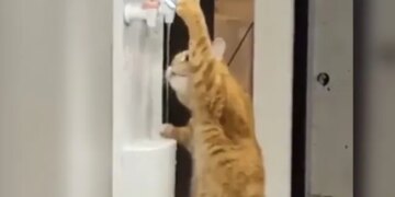 Cat Drinks Water By Itself From A Water Cooler Internet Delighted Says Smart See Viral Video – वॉटर कूलर से खुद ही खड़े होकर पानी पीने लगी बिल्ली, लोग बोले
