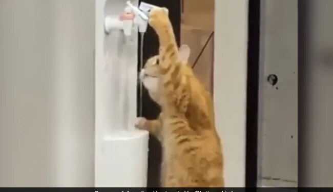Cat Drinks Water By Itself From A Water Cooler Internet Delighted Says Smart See Viral Video – वॉटर कूलर से खुद ही खड़े होकर पानी पीने लगी बिल्ली, लोग बोले