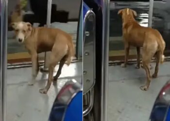Video Of Dog Traveling In Local Train Goes Viral On Social Media | Doggy Viral Video – लोकल ट्रेन में सफर कर रहे डॉगी की बेचैनी देख यूजर्स ने कहा