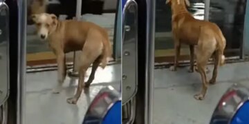 Video Of Dog Traveling In Local Train Goes Viral On Social Media | Doggy Viral Video – लोकल ट्रेन में सफर कर रहे डॉगी की बेचैनी देख यूजर्स ने कहा