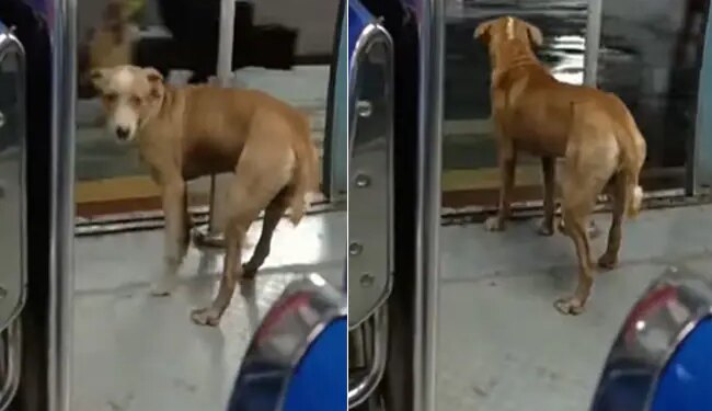 Video Of Dog Traveling In Local Train Goes Viral On Social Media | Doggy Viral Video – लोकल ट्रेन में सफर कर रहे डॉगी की बेचैनी देख यूजर्स ने कहा