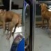 Video Of Dog Traveling In Local Train Goes Viral On Social Media | Doggy Viral Video – लोकल ट्रेन में सफर कर रहे डॉगी की बेचैनी देख यूजर्स ने कहा