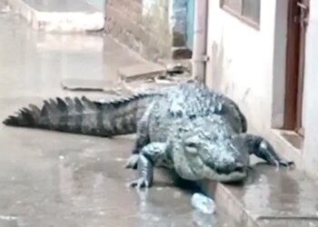Madhya Pradesh: Know How A Crocodile Entered The Residential Colony