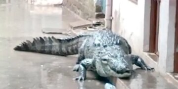 Madhya Pradesh: Know How A Crocodile Entered The Residential Colony