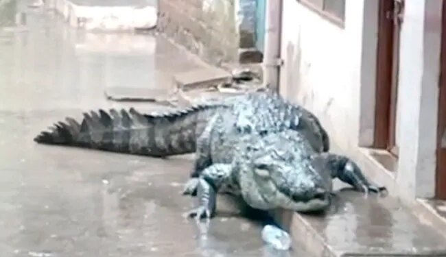 Madhya Pradesh: Know How A Crocodile Entered The Residential Colony