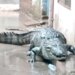 Madhya Pradesh: Know How A Crocodile Entered The Residential Colony
