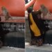 Trending Video: Monkey And Woman Fight In The Temple Video Viral On Social Media
