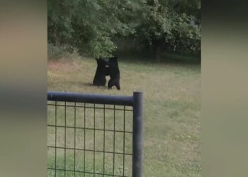 Bear Fighting Like Boxers Picking Each Other Up A Lot Then What Happened Next See Viral Video