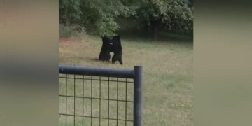 Bear Fighting Like Boxers Picking Each Other Up A Lot Then What Happened Next See Viral Video