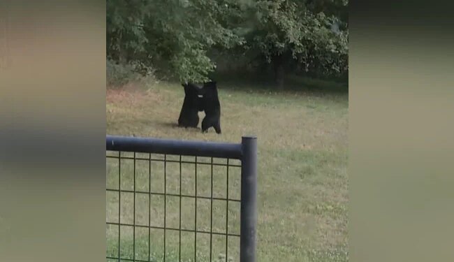 Bear Fighting Like Boxers Picking Each Other Up A Lot Then What Happened Next See Viral Video