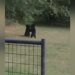 Bear Fighting Like Boxers Picking Each Other Up A Lot Then What Happened Next See Viral Video