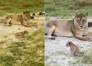 Video Of Cub Learn To Roar Lioness Cute Video Of Wild Animals In Forest Entertaining