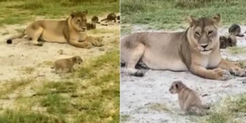Video Of Cub Learn To Roar Lioness Cute Video Of Wild Animals In Forest Entertaining