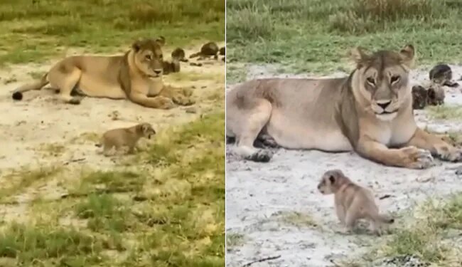 Video Of Cub Learn To Roar Lioness Cute Video Of Wild Animals In Forest Entertaining