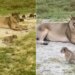 Video Of Cub Learn To Roar Lioness Cute Video Of Wild Animals In Forest Entertaining