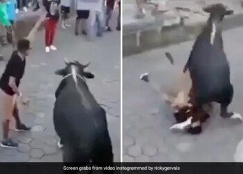 बैल के साथ 'छेड़खानी' करना इस शख्‍स को पड़ा महंगा, हुआ यह हाल…