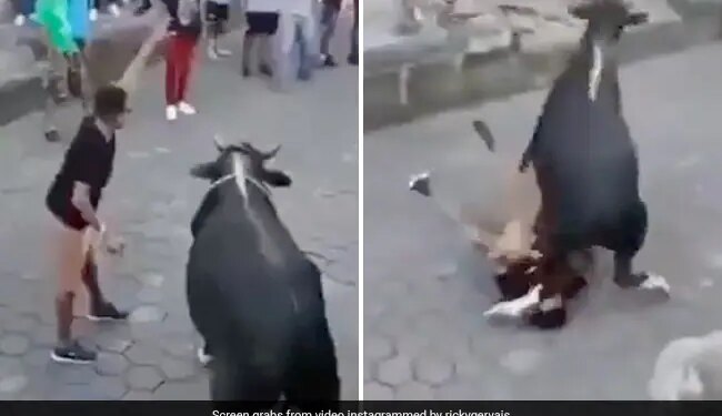 बैल के साथ 'छेड़खानी' करना इस शख्‍स को पड़ा महंगा, हुआ यह हाल…