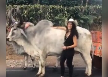 Funny Videos: Girl Was Posing In Front Of The Bull Video Viral On Social Media | Girl Was Making Reels The Bull Got Angry