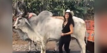 Funny Videos: Girl Was Posing In Front Of The Bull Video Viral On Social Media | Girl Was Making Reels The Bull Got Angry