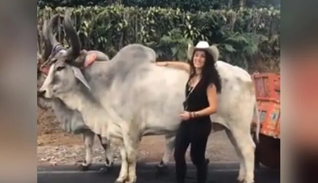 Funny Videos: Girl Was Posing In Front Of The Bull Video Viral On Social Media | Girl Was Making Reels The Bull Got Angry