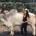 Funny Videos: Girl Was Posing In Front Of The Bull Video Viral On Social Media | Girl Was Making Reels The Bull Got Angry