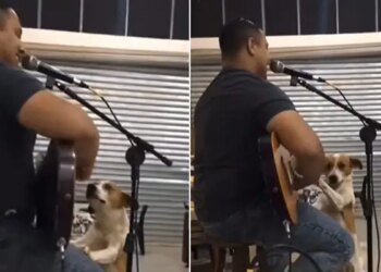 Video Of Street Dog Enjoying Live Music At A Bar And Playing The Guitar Is Viral
