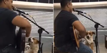 Video Of Street Dog Enjoying Live Music At A Bar And Playing The Guitar Is Viral