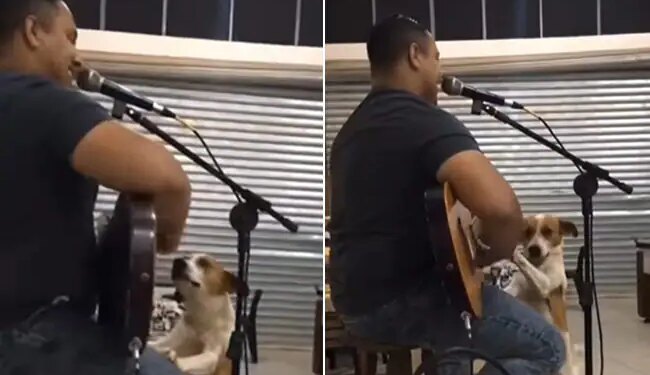 Video Of Street Dog Enjoying Live Music At A Bar And Playing The Guitar Is Viral