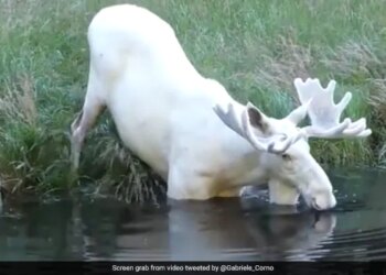 Viral Video Of Rare White Moose Spotted Taking A Dip In A Pond In Sweden – तालाब में डुबकी लगाते दिखा दुर्लभ सफेद हिरण, अद्भुत नज़ारा देख हैरान हुए लोग, कहा