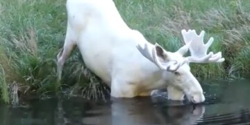 Viral Video Of Rare White Moose Spotted Taking A Dip In A Pond In Sweden – तालाब में डुबकी लगाते दिखा दुर्लभ सफेद हिरण, अद्भुत नज़ारा देख हैरान हुए लोग, कहा